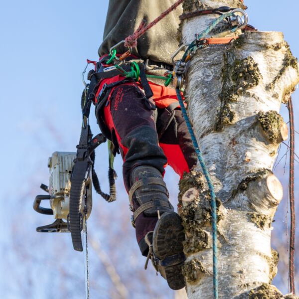 Deep Forest Thumbnail